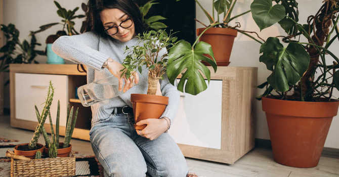 The Healing Touch of Houseplants image