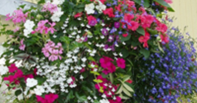 Hanging Baskets