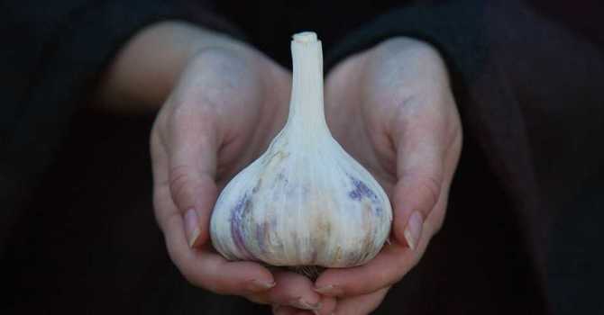 Growing Garlic image