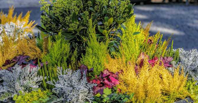 Ingredients For Late Fall and Winter Containers image