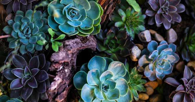 Succulents