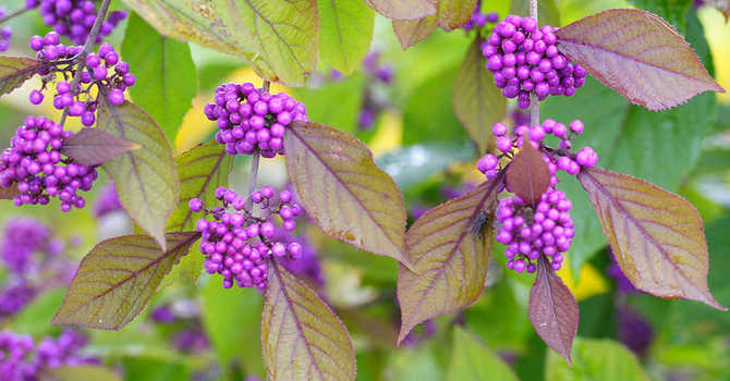 Winter Berries image