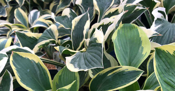 Concealing Leaves for Bulbs image