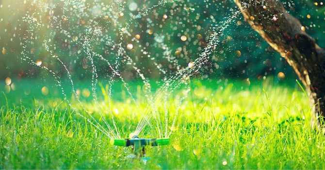 Watering During Hot Spells image