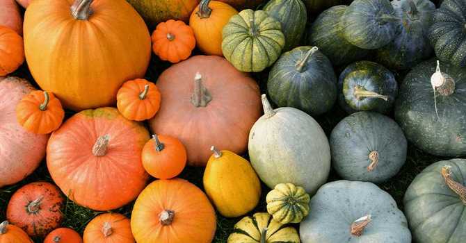 Pumpkins! image