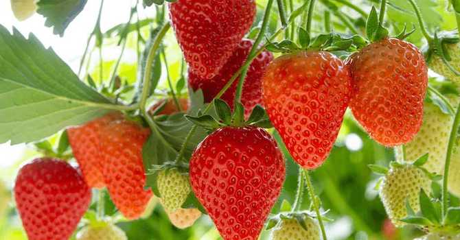 How to Grow Strawberries image