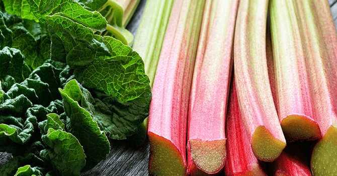 Rhubarb Growing Guide image