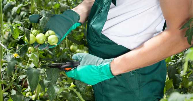 Summer Fruit Tree Pruning