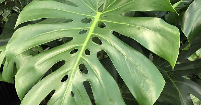 Our Top Picks for Office or Dorm Plants image