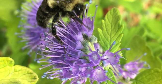 Gardening Spelling Bee