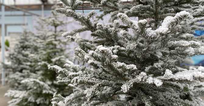 Winter Greens Timing