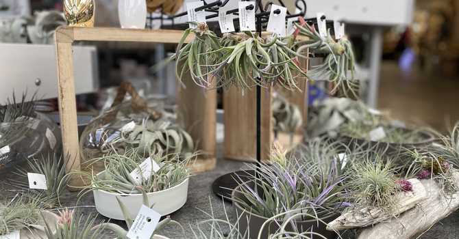 Gifts for the Gardener (or Gardener at Heart) 2025