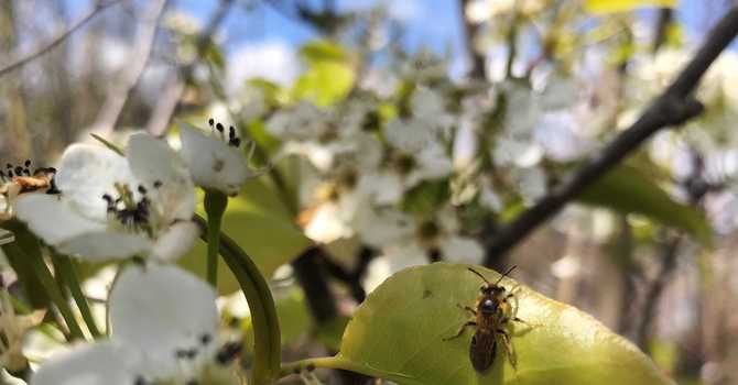 Welcoming Mason Bees