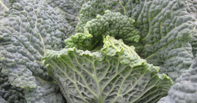 Four Season Gardening 