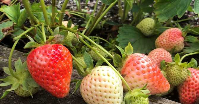 Container Gardening: Fruits & Berries