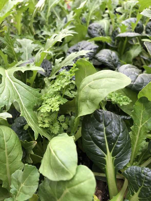 container gardening, pots, small garden, vegetables, herbs, growing food