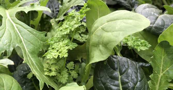 Container Gardening: Veggies & Herbs