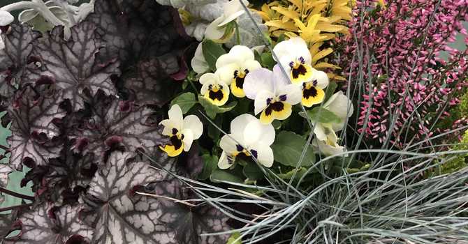 Art of Seasonal Gardening: Fall and Winter Colour