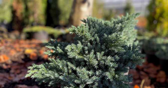 Planting Guide
