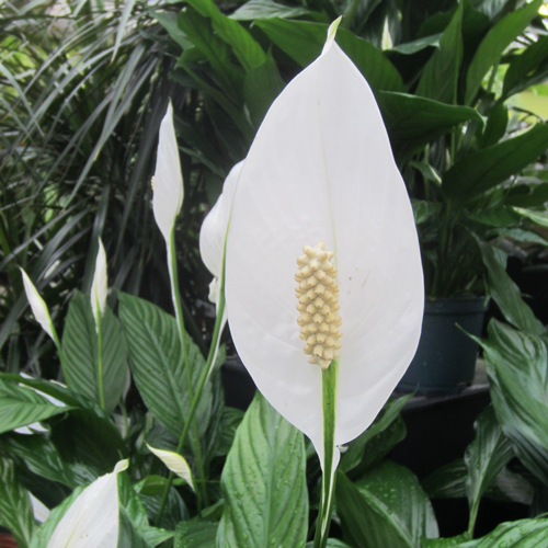 white Peace lilies 