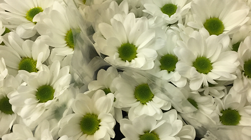 white daisy bouquet