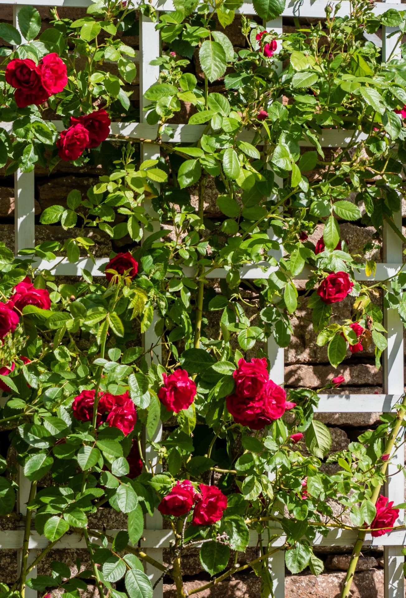 Bush Of Beautiful Red Roses Growing On A White Trellis Minter Country Garden