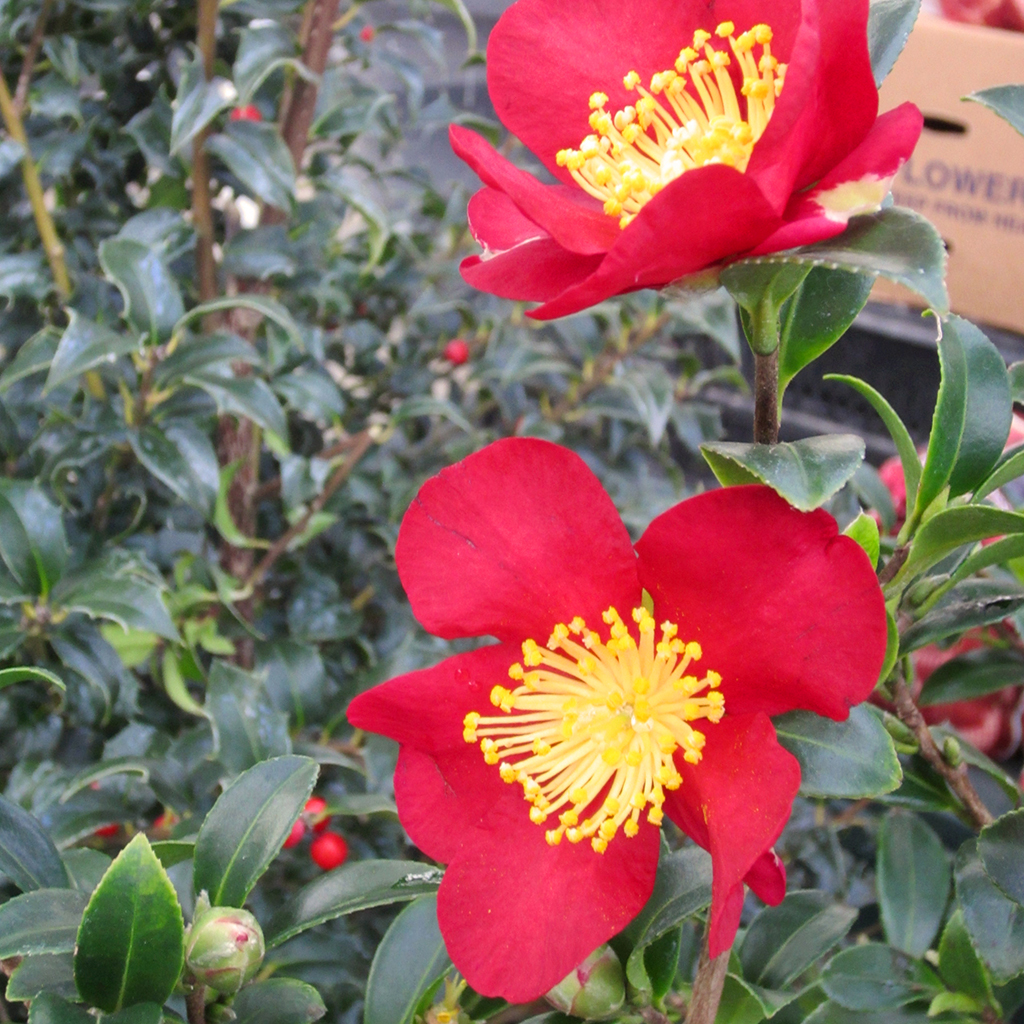 the-other-christmas-plants-camellia
