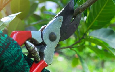 Pruning: Selecting The Right Tools for the Job