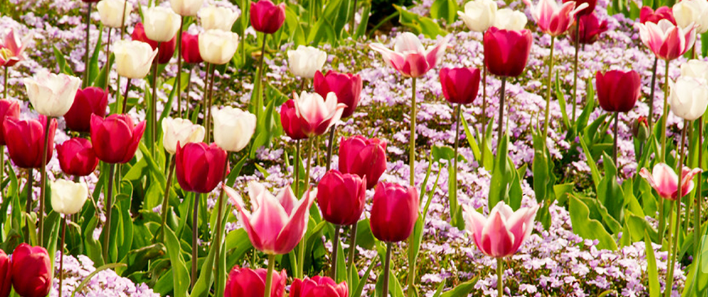 tulips and phlox