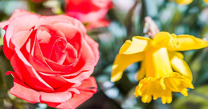 daffodil and rose bush