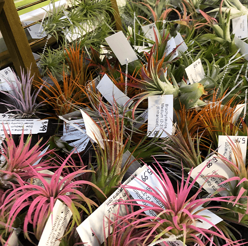 -air plants at minter country garden