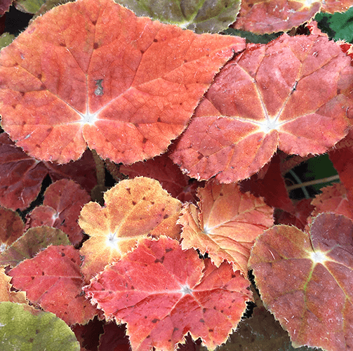 -orange leafed begonia minter country garden