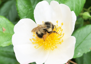 -bee pollination of white flower Minter country garden