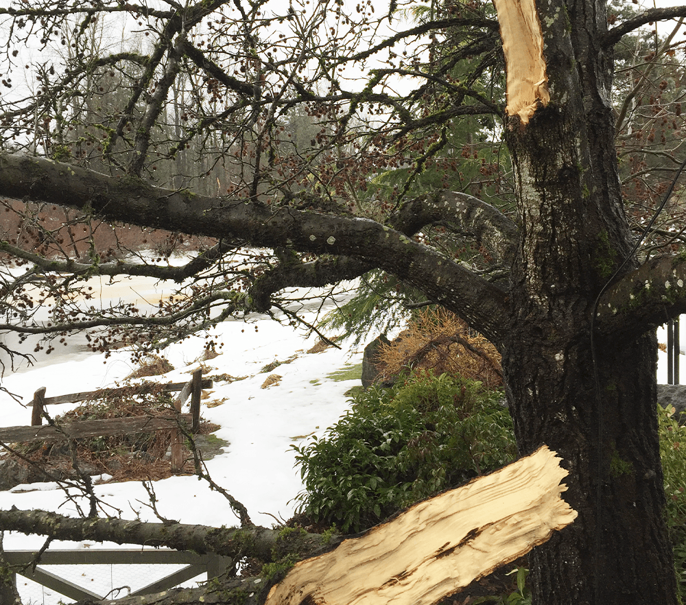 -broken branch from tree minter country garden