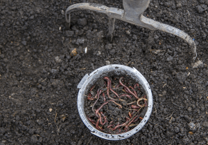 -worms in soil for nutrients minter country garden