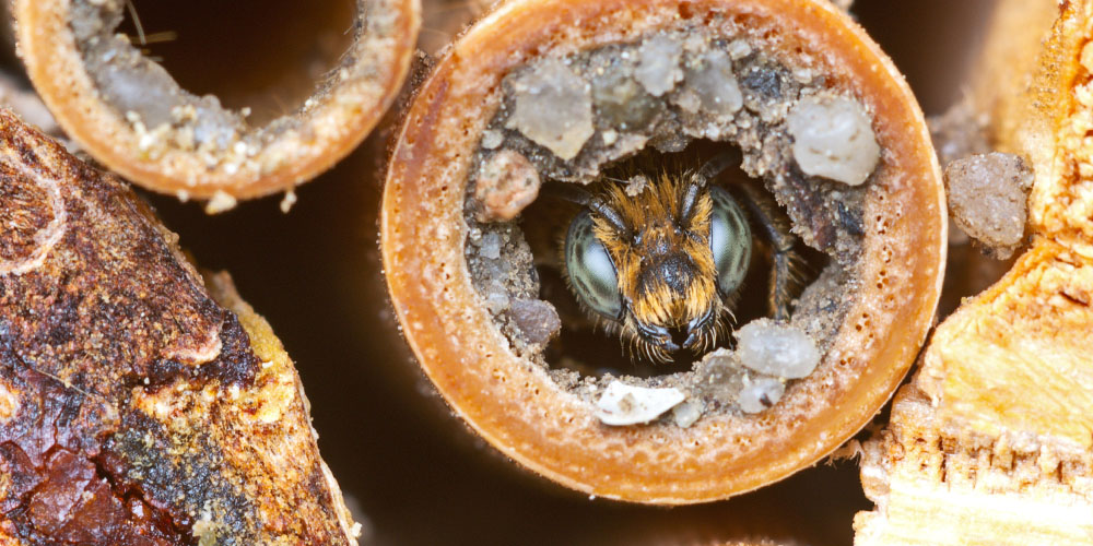 Minter Country Garden - All About Mason Bees--mason bee in home