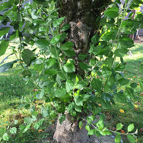 Minter Country Garden -Summer Fruit Tree Pruning -fruit tree suckering