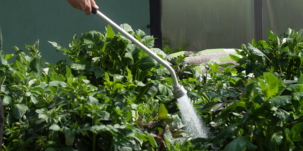 Minter-Country-Garden---Watering-During-Hot-Spells-in-Chilliwack-watering-vegetable-garden
