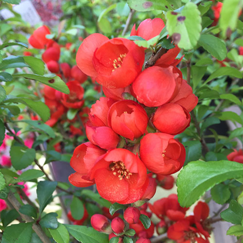 Minter Country Garden-British Columbia-Concealing Leaves for Bulbs-flowering quince