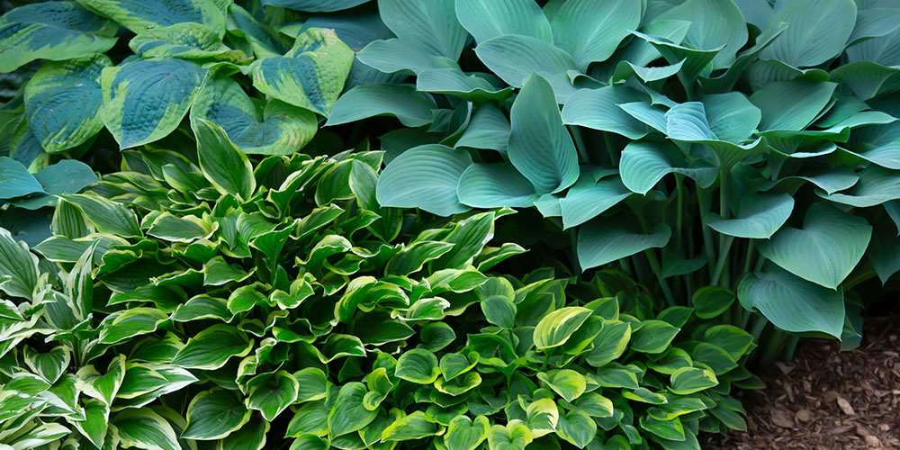 Minter Country Garden-British Columbia-Concealing Leaves for Bulbs-hostas in garden