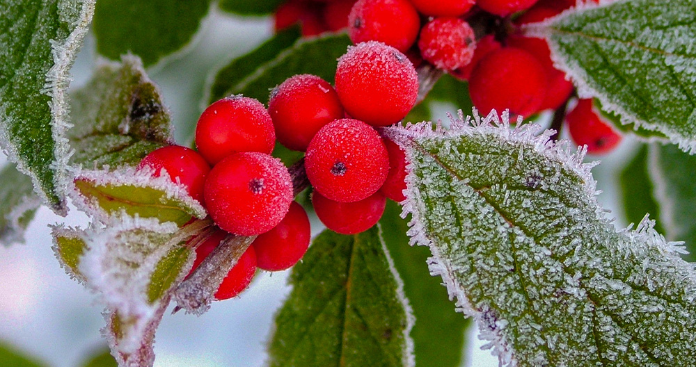 Minter Country Garden-Powell River-Winter Berries-Ilex verticillata