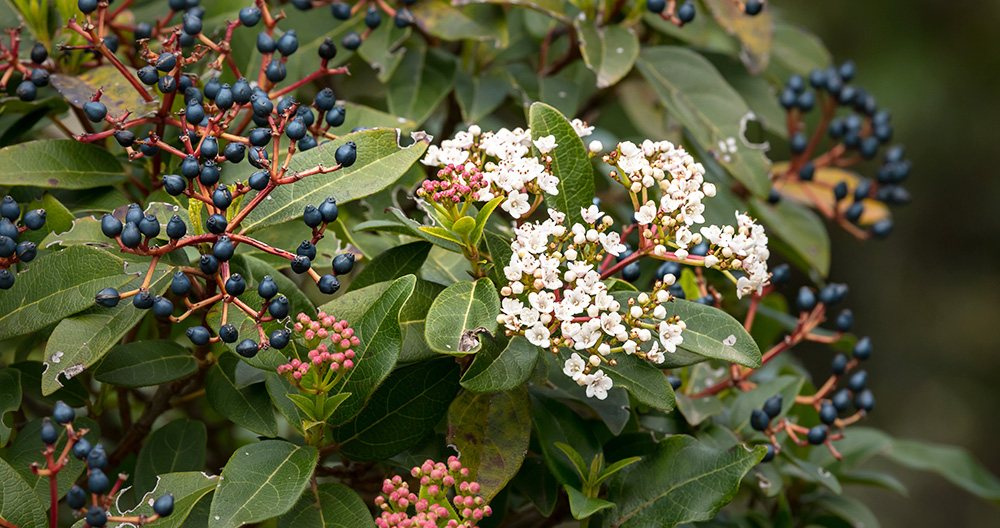 Minter Country Garden-Powell River-Winter Berries-viburnum tinus