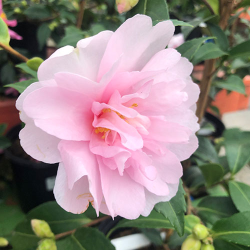 Minter Country Garden-Chilliwack British Columbia-April to Do List 2023-pink flower