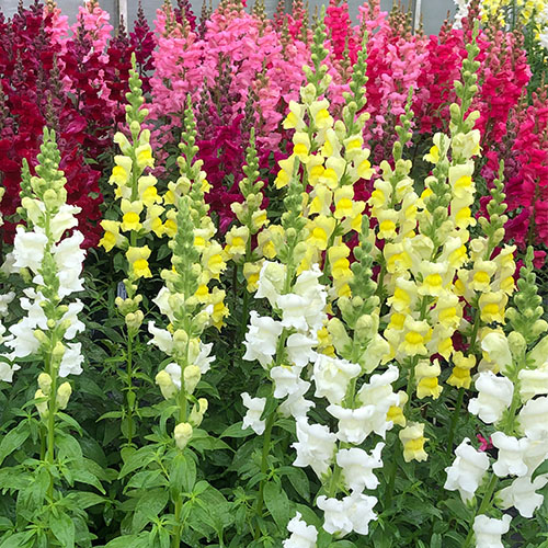 Minter Country Garden-Chilliwack British Columbia-April to Do List 2023-snapdragons
