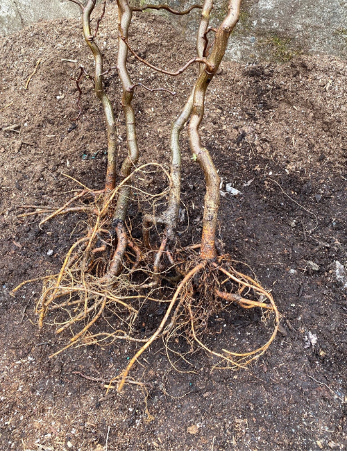 Minter Country Garden-Chilliwack-British Columbia-planting bare root plants-bare root fruit tree
