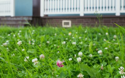 Replacing Your Lawn with Clover